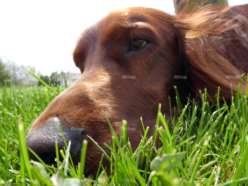 Irish Setter