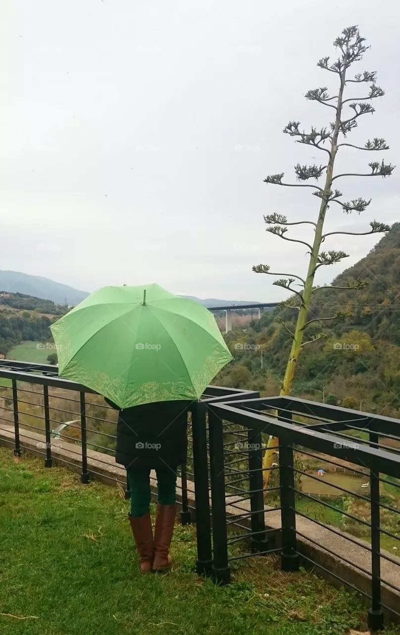 Umbrella 