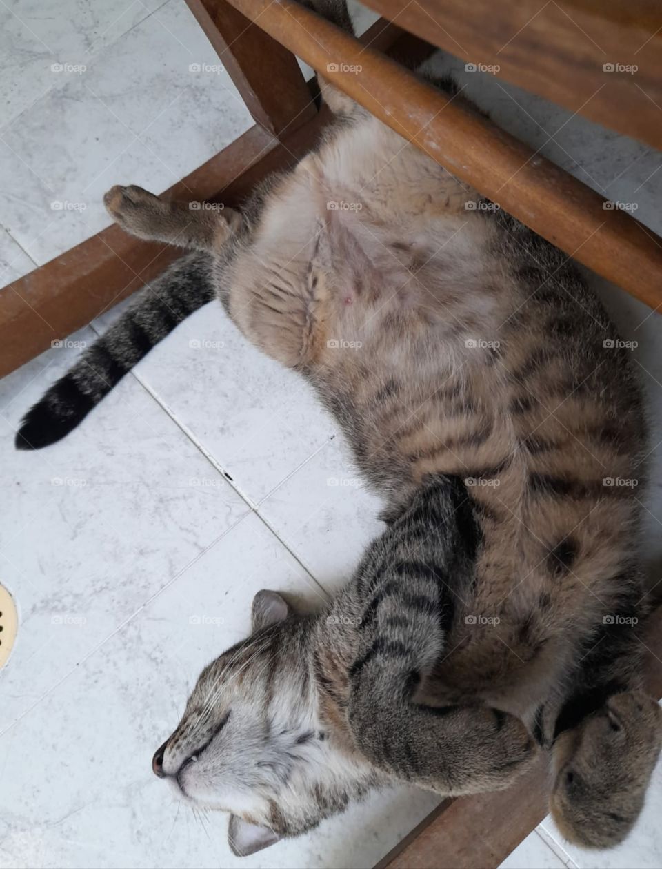 Gato durmiendo bajo la silla.