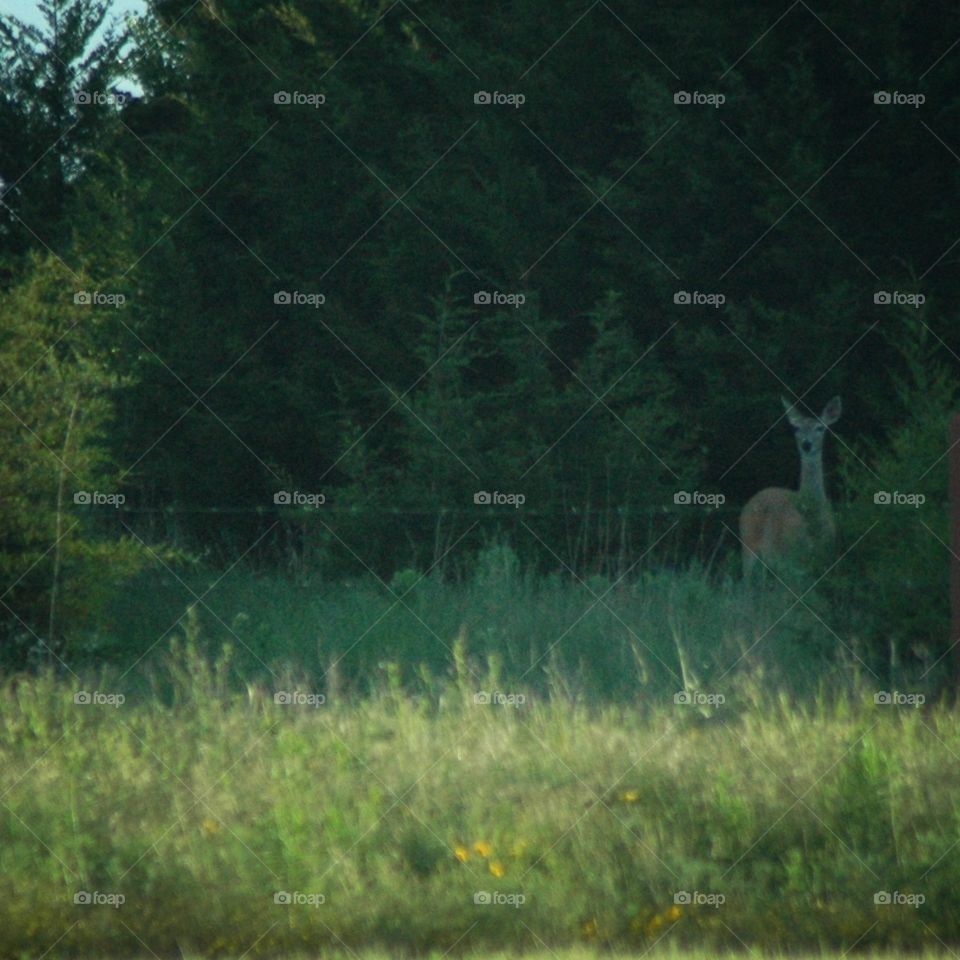 deer in a field