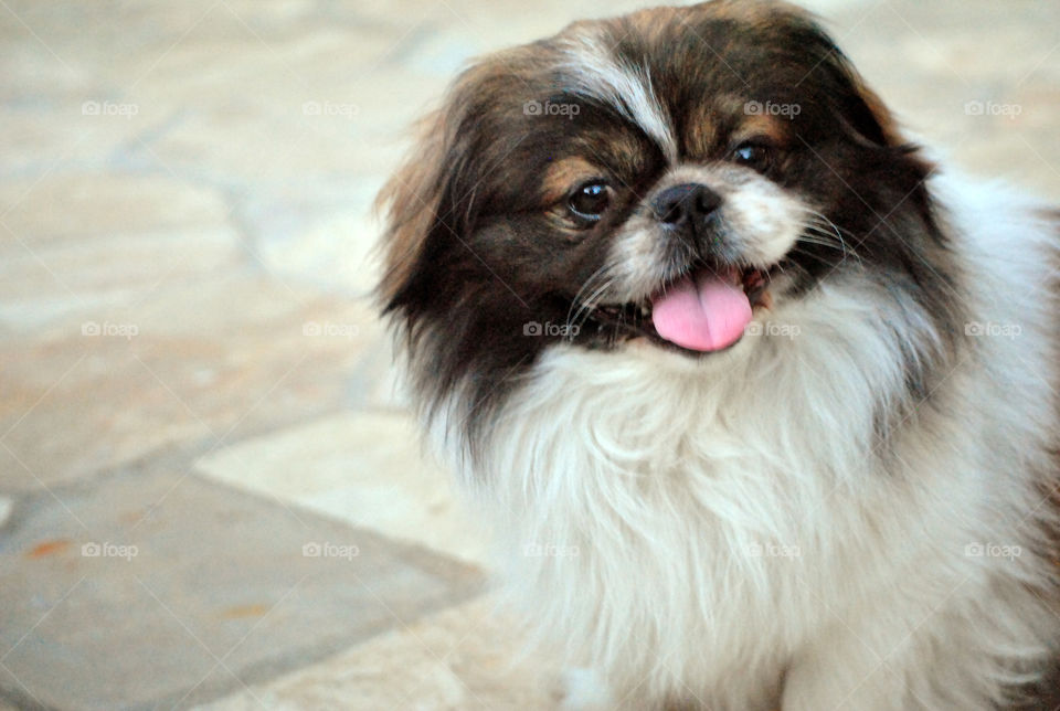 Portrait of pekingese