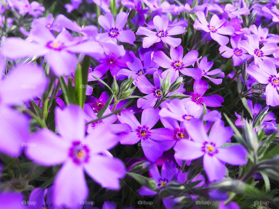 Natural background made of beautiful spring lilac flowers 