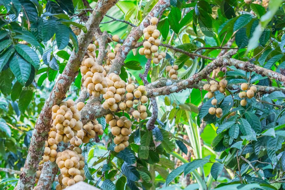 Many "Longkong" Thai fruit on branch and leaf at the tree ready for harvest for sell or eating