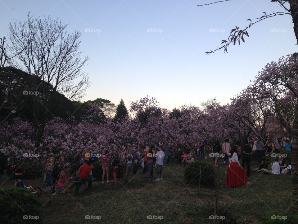 Cherry tree. Parque do Carmo Cherry Tree Festival