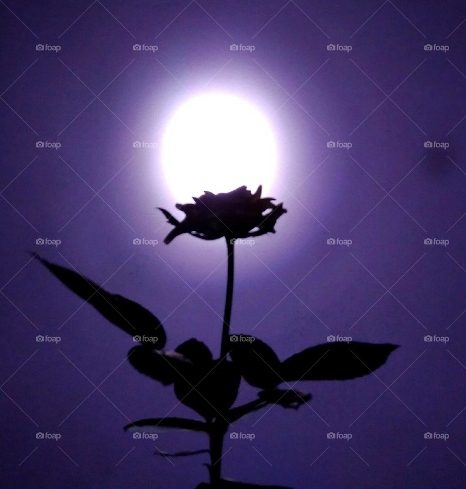 moon on top of rose