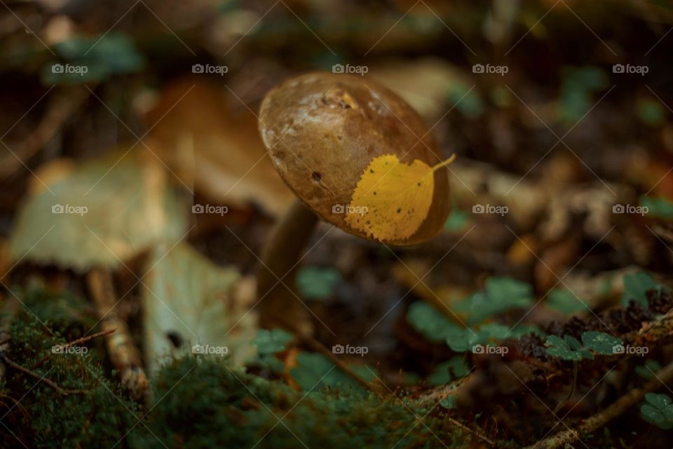 Mushrooms in a autumn sunny forest