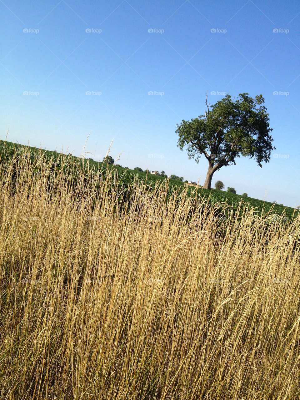 sky field grass tree by detrichpix