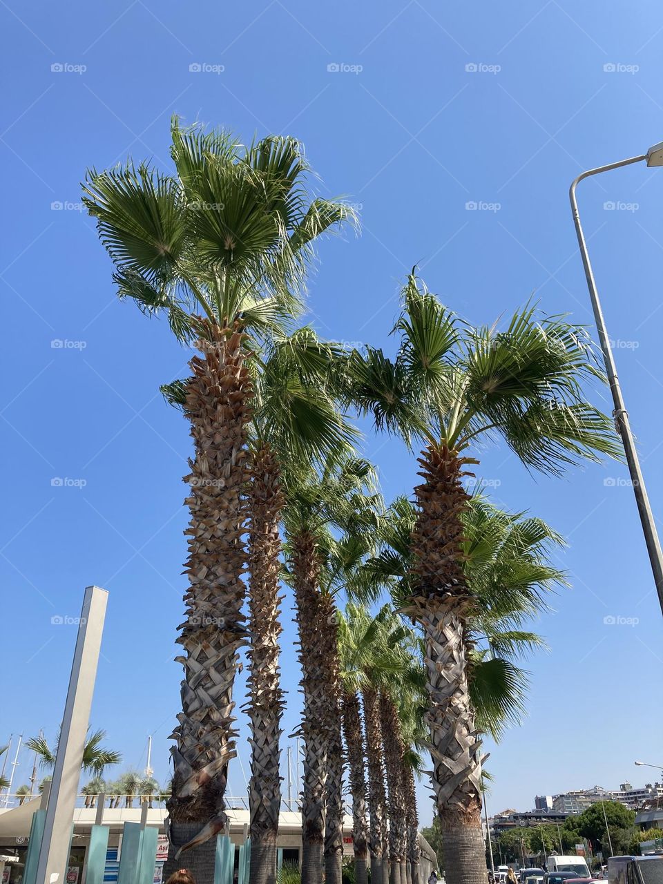 gorgeous tall palm trees and breathtaking blue sky. Summer trip vies. 