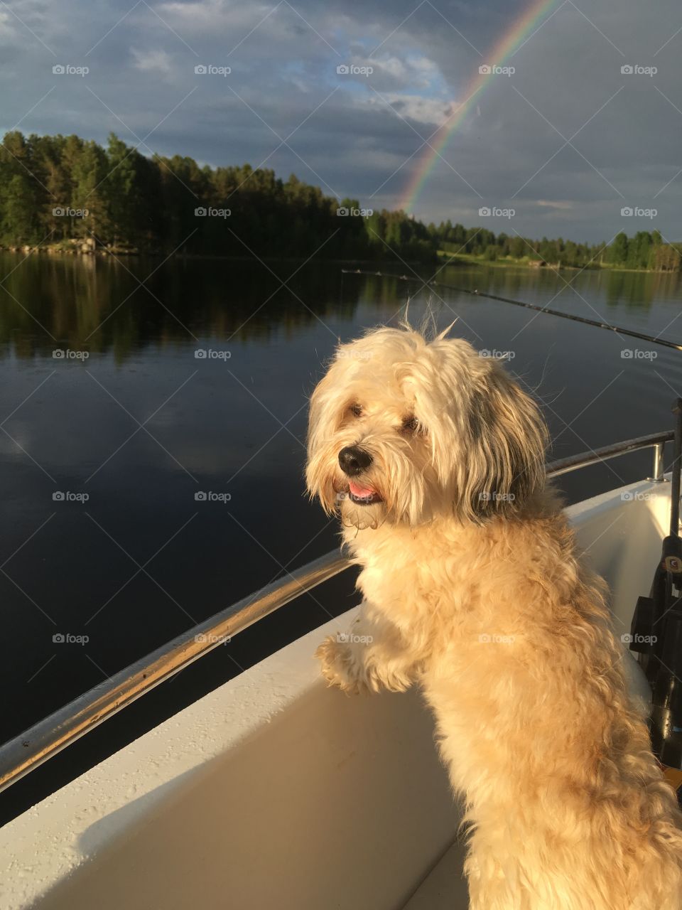 Rainbow dog boat fishing