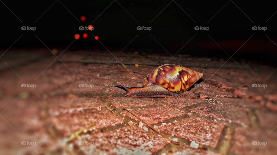 Snail having great time at night.