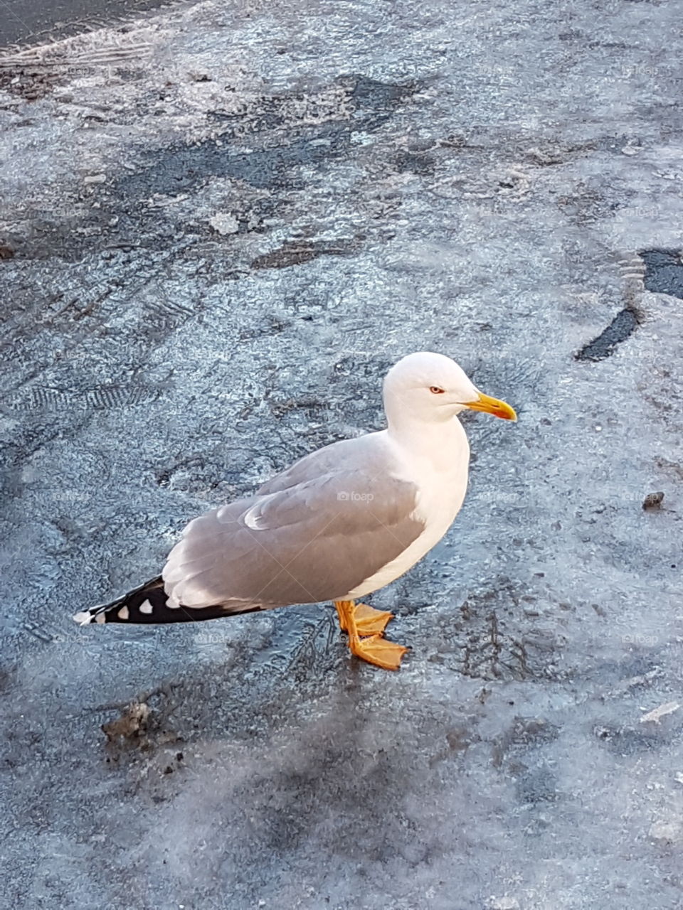 seagull on ice