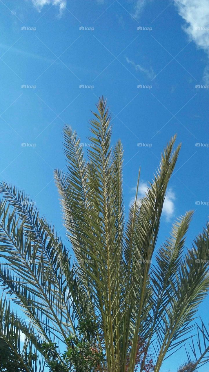 Green and beautiful palm tree.