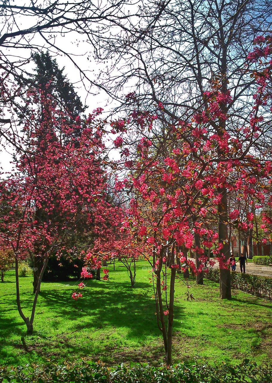 Pink trees. Walking around Retiro Garden, Madrid, Spain