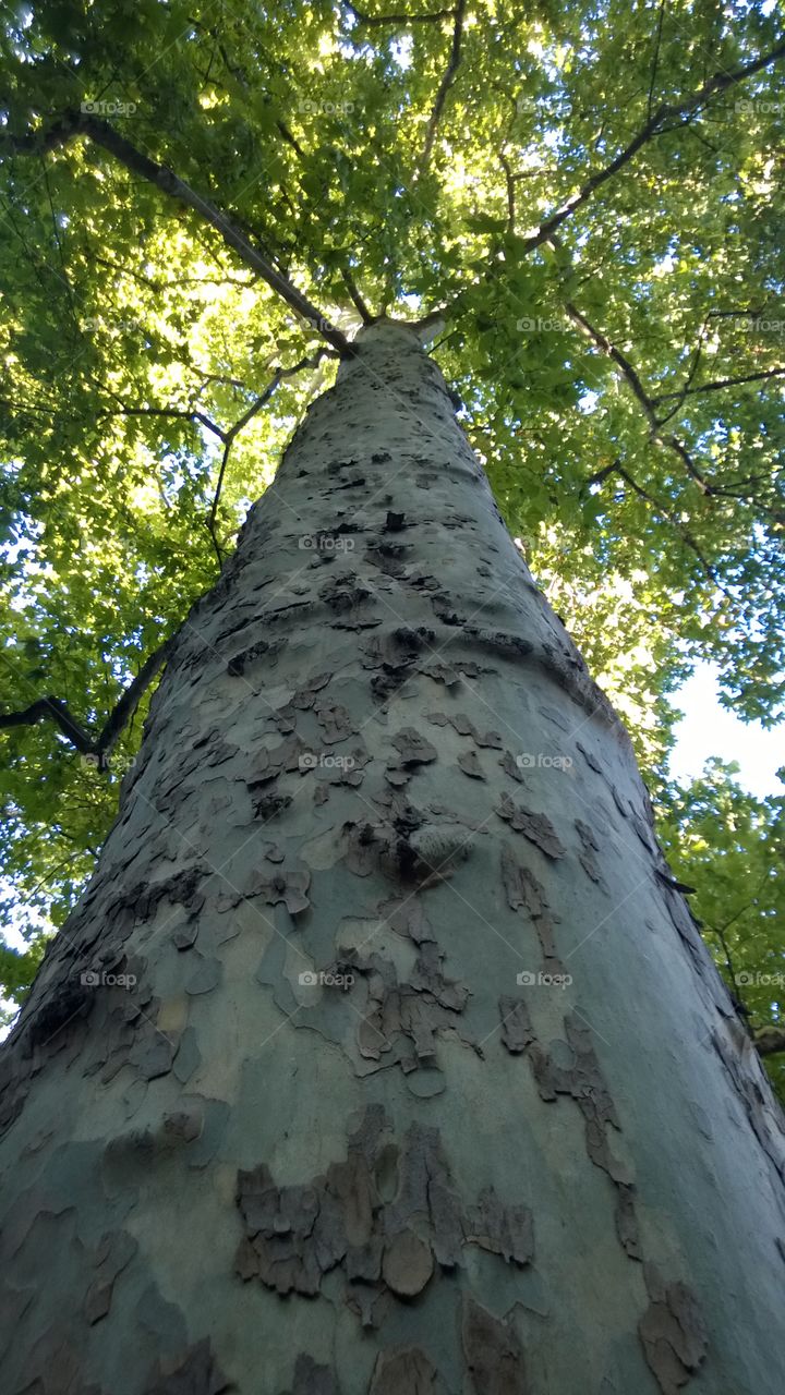 Albero di betulla