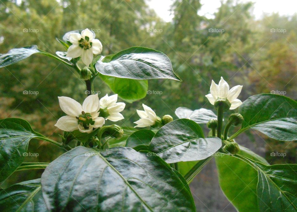 Nature, Leaf, Flora, Flower, Summer