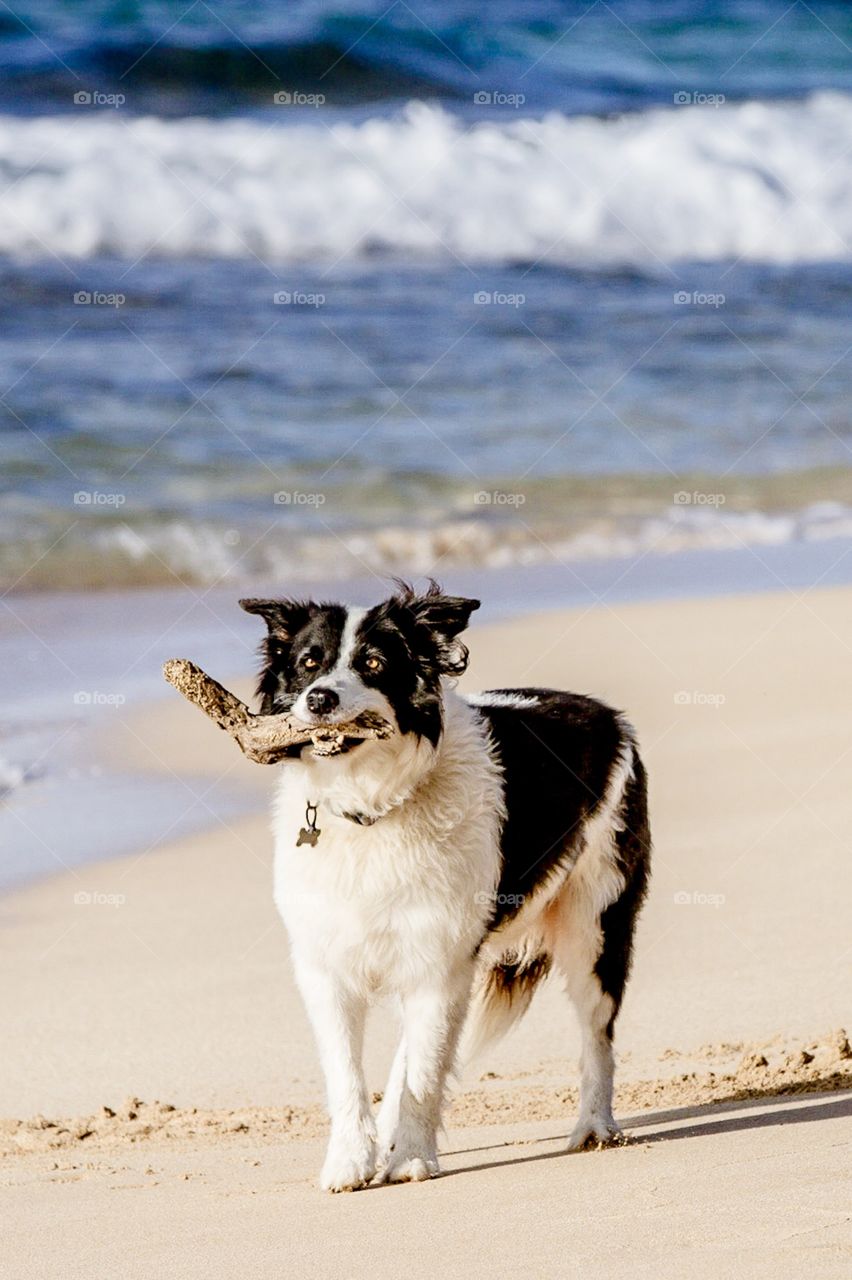 Dog (Border Collie) playing on the beach chasing stick 