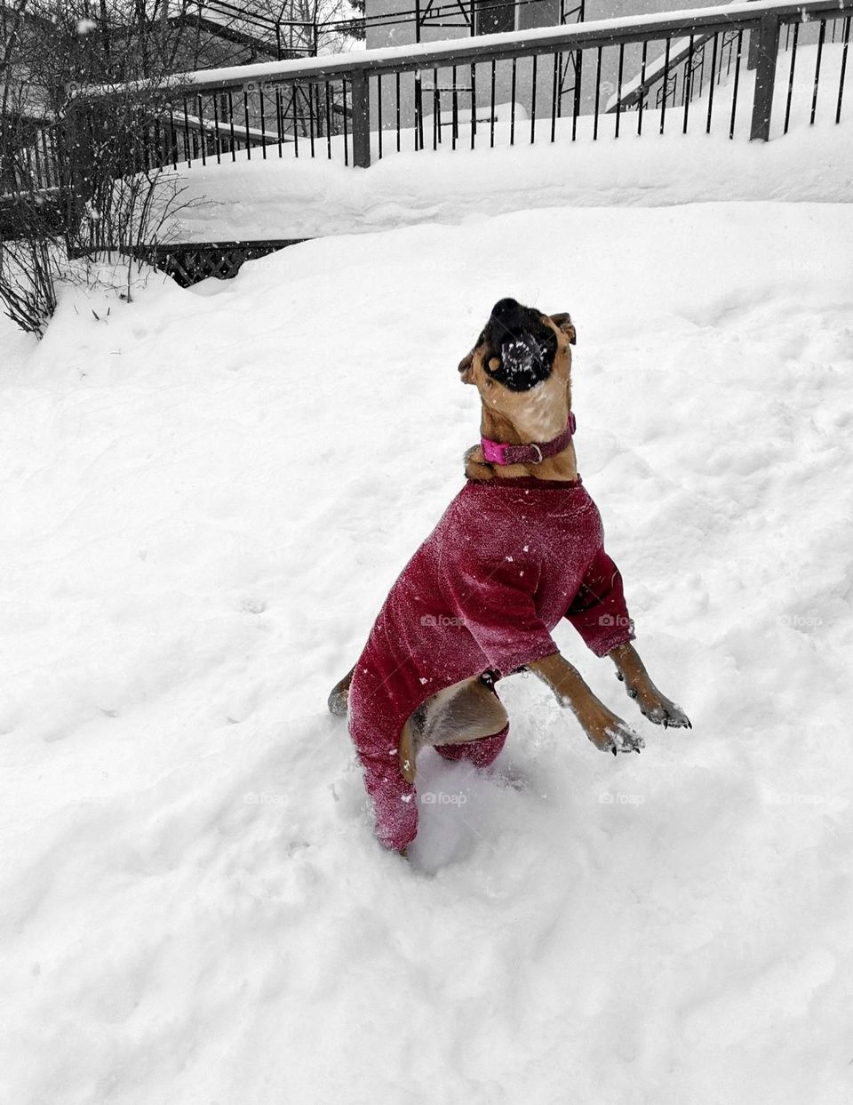 Xena the mastiff playing in the snow