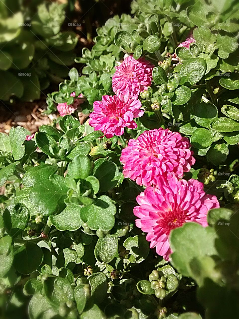 Chrysanthemums in the sun