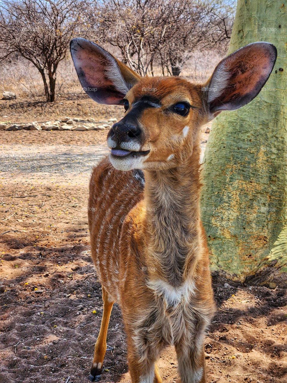 Nyala with big ears and fluffy furr