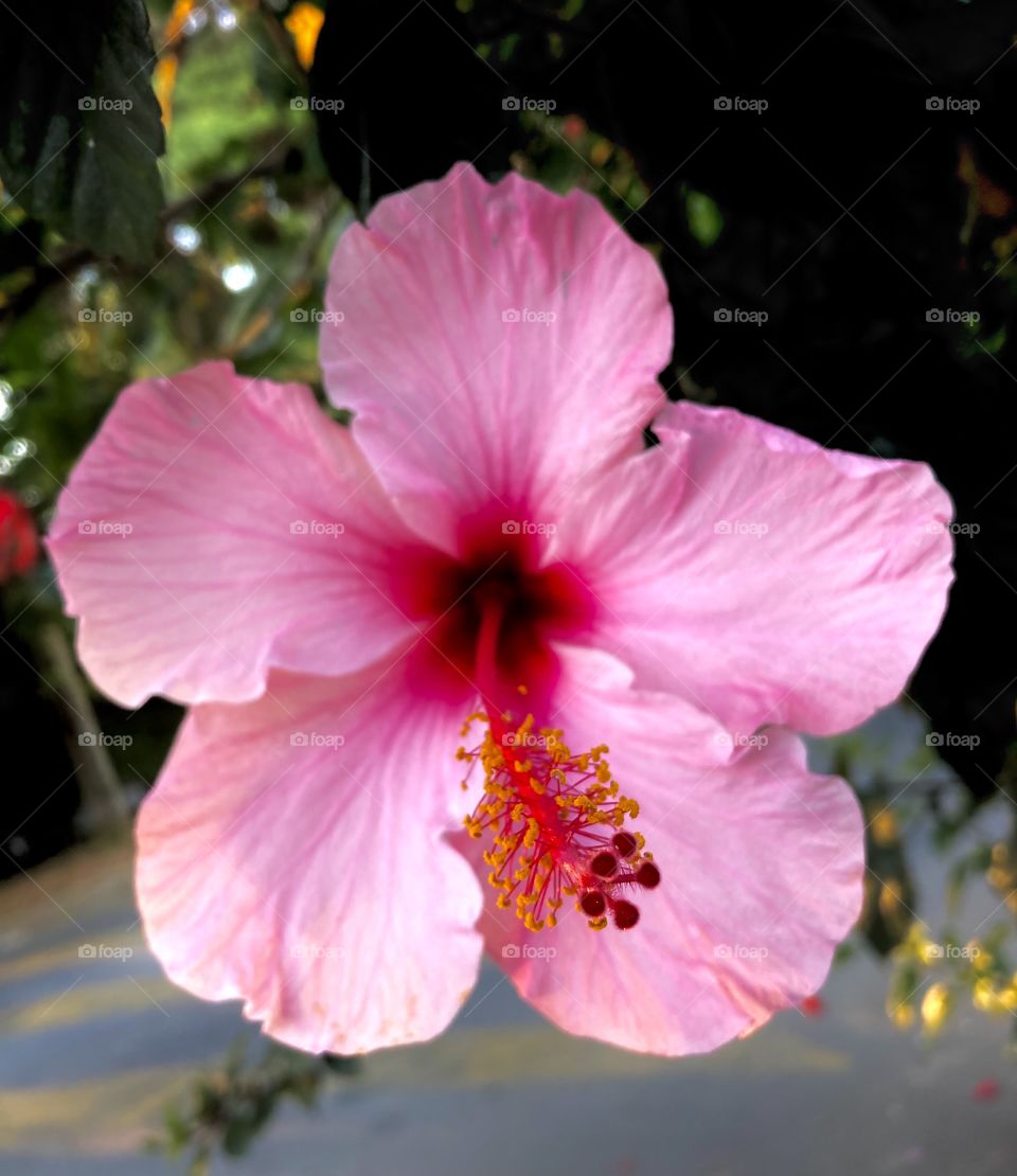 🌹 🇺🇸 Very beautiful flowers to brighten our day.  Live nature and its beauty. Did you like the delicate petals? / 🇧🇷 Flores muito bonitas para alegrar nosso dia. Viva a natureza e sua beleza. Gostaram das pétalas delicadas? 
