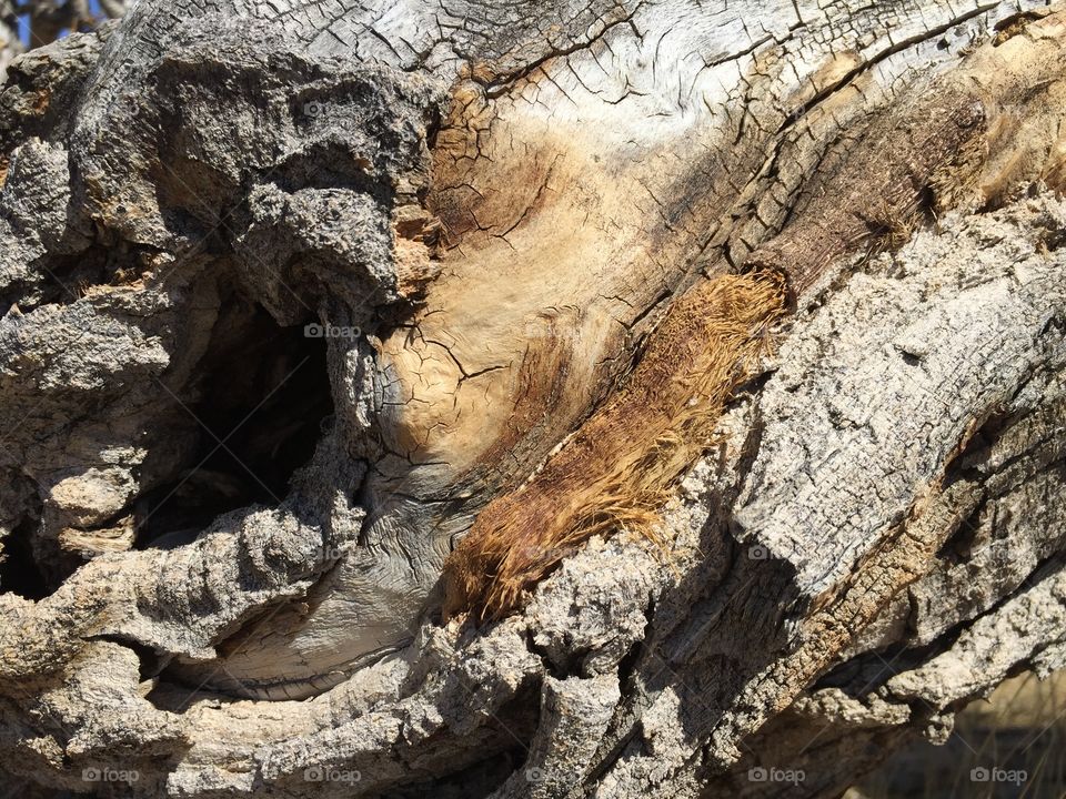 Cottonwood Bark Texture. Cottonwood tree bark texture