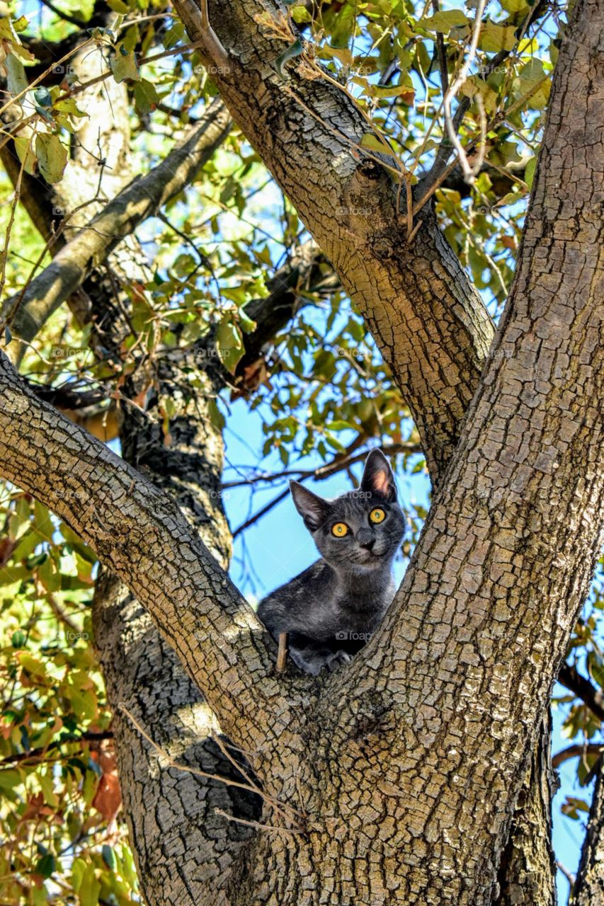 Cat in the nature