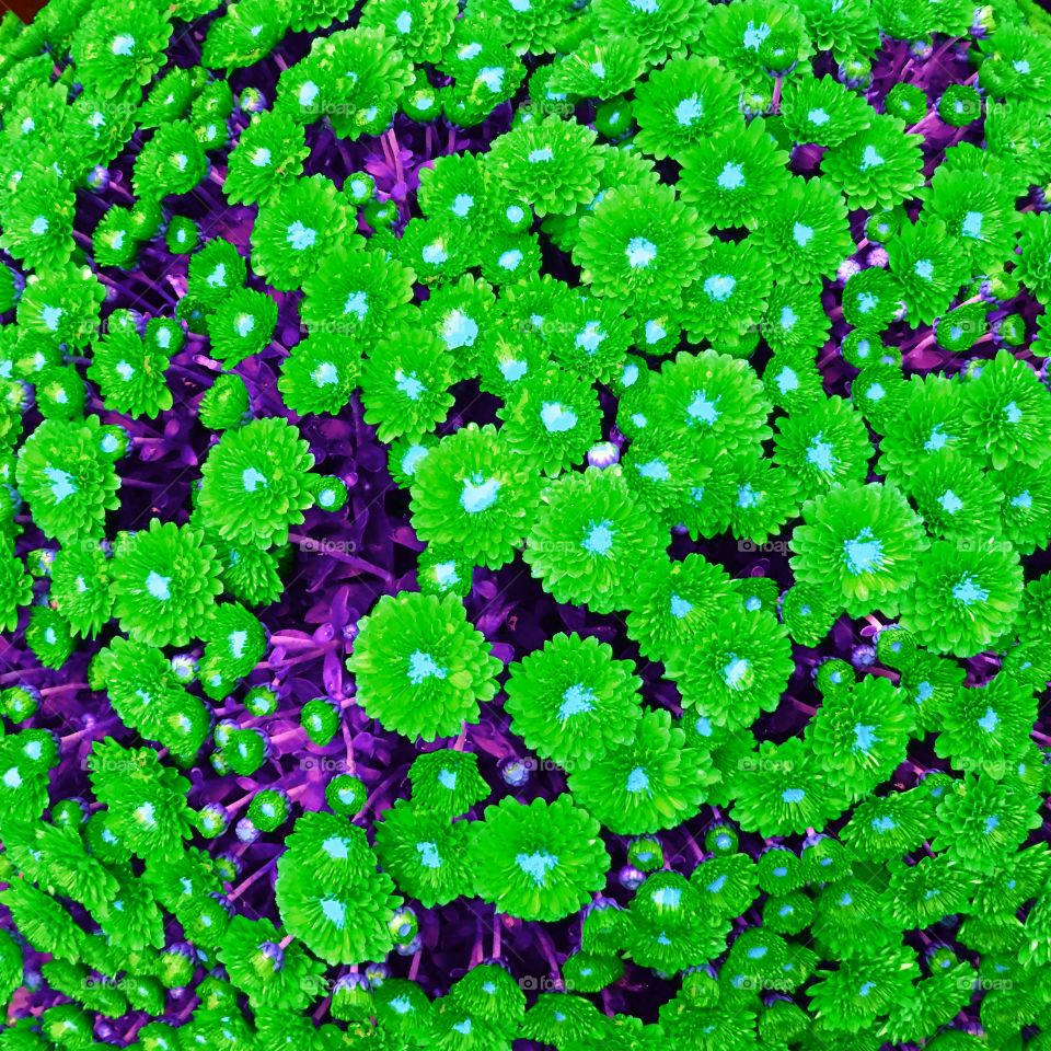 Leaf, Flora, Nature, Growth, No Person