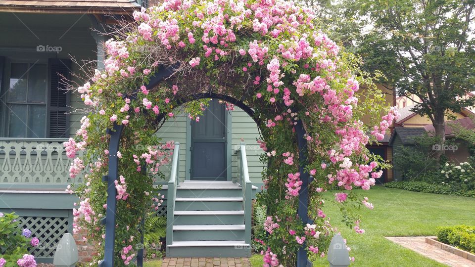 archway of pink