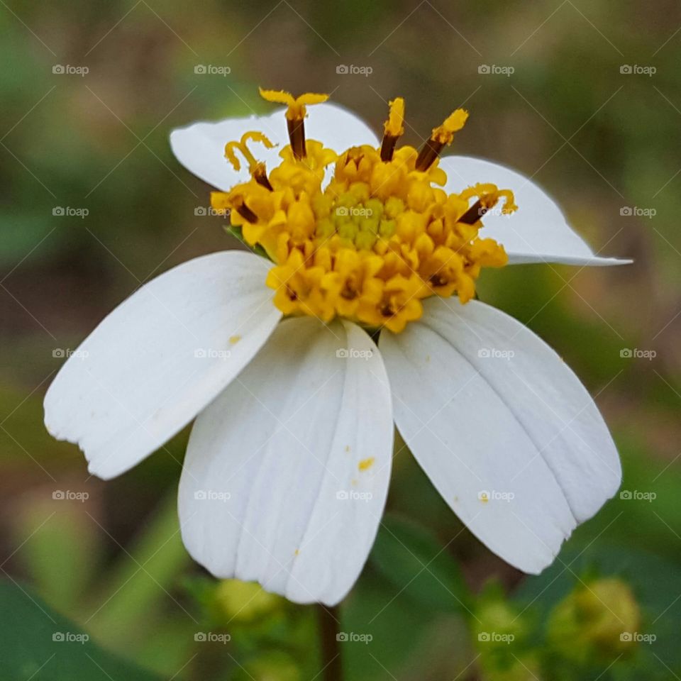 Nature, No Person, Flower, Summer, Wild