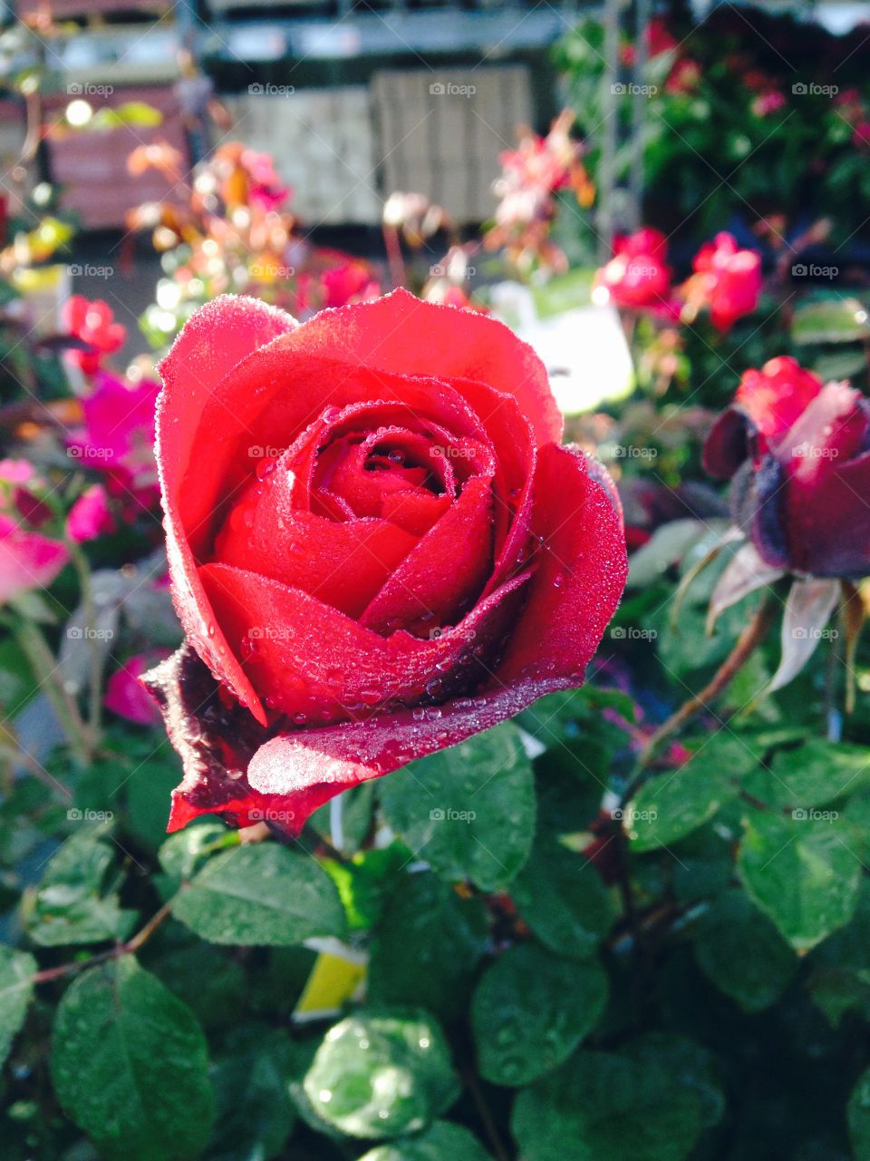 Sunlight on red rose