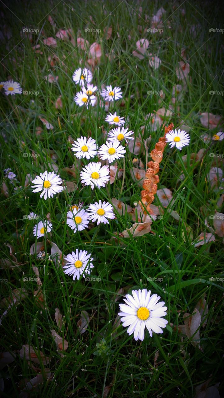 Daisies in the grass