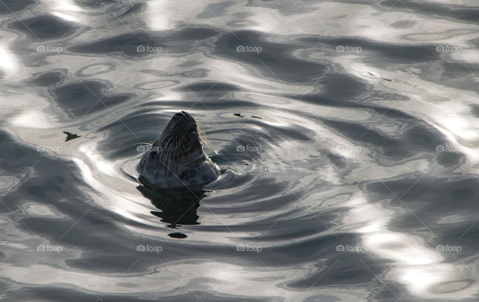 wild Grey Seal pops it's head out of rippled water