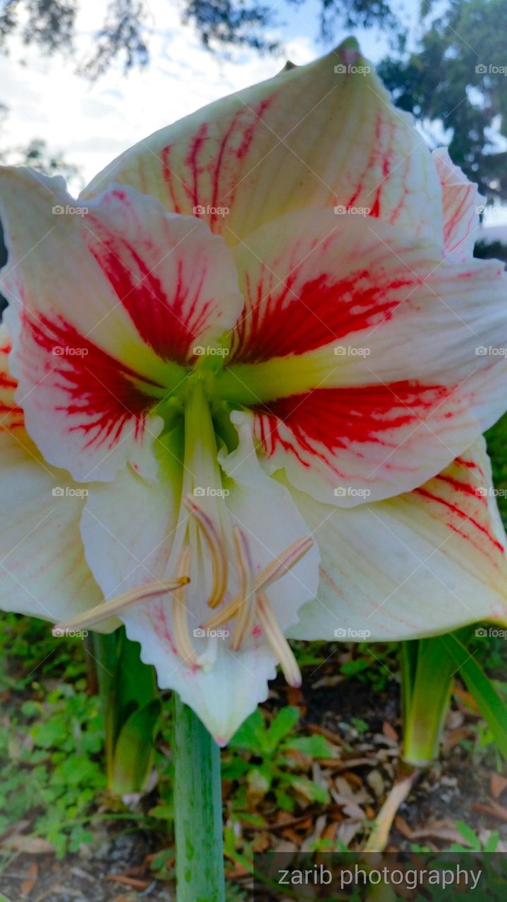 blooming lily