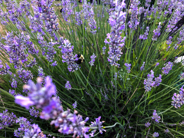 Busy bees in lavender plants, during a summer day 