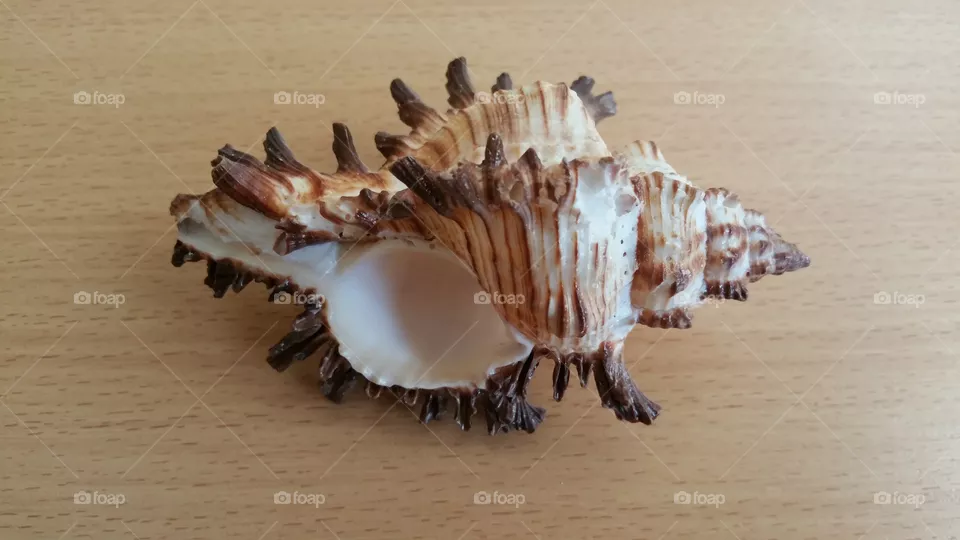 Shell