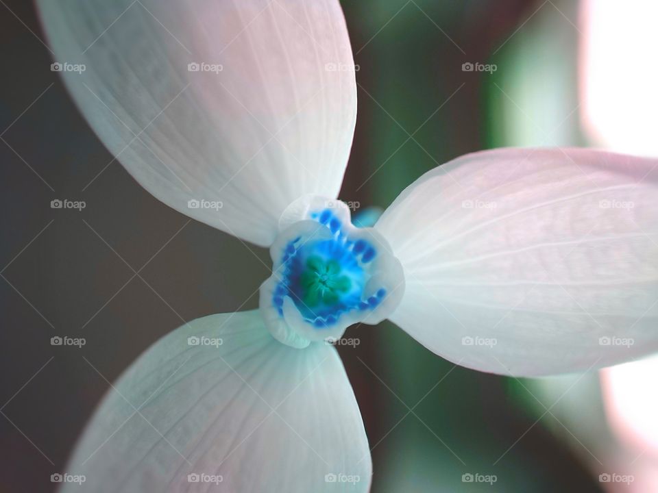 Snowdrop. Found this in the garden and i thought it's best to take a closeup photo!  