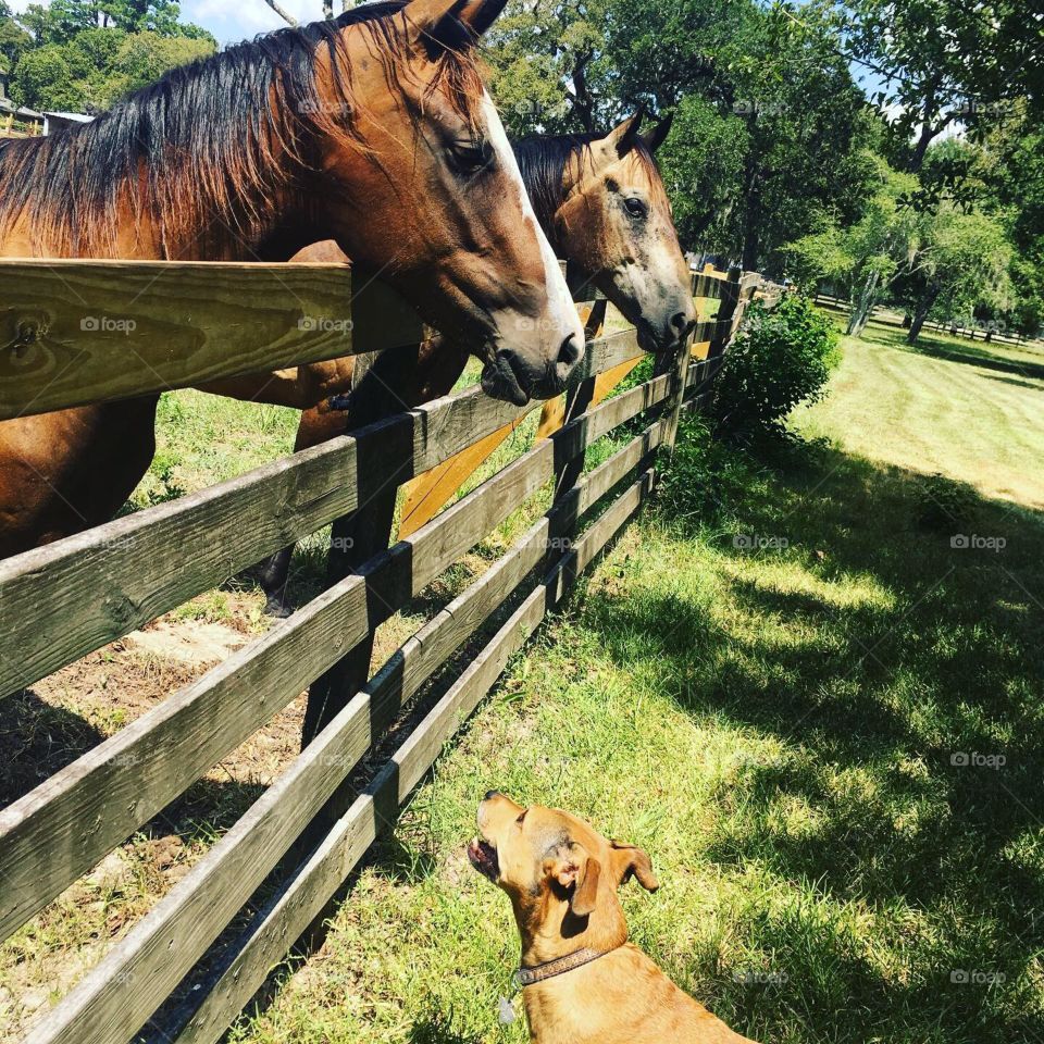 Rex has new friends 