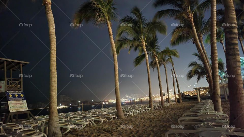Cabo San Lucas palms at night