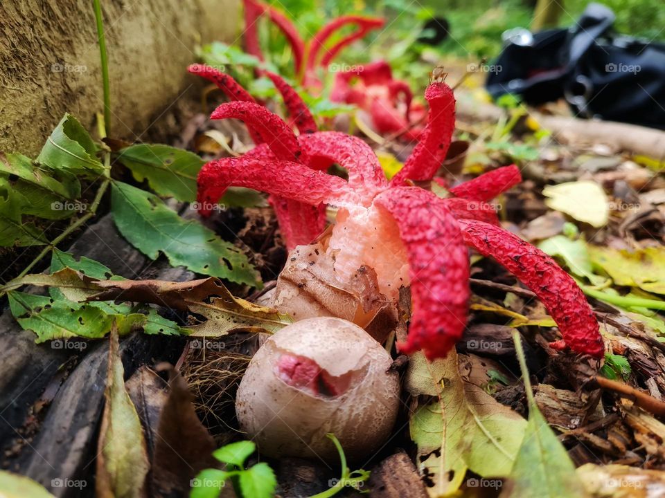 The amazing octopus mushroom