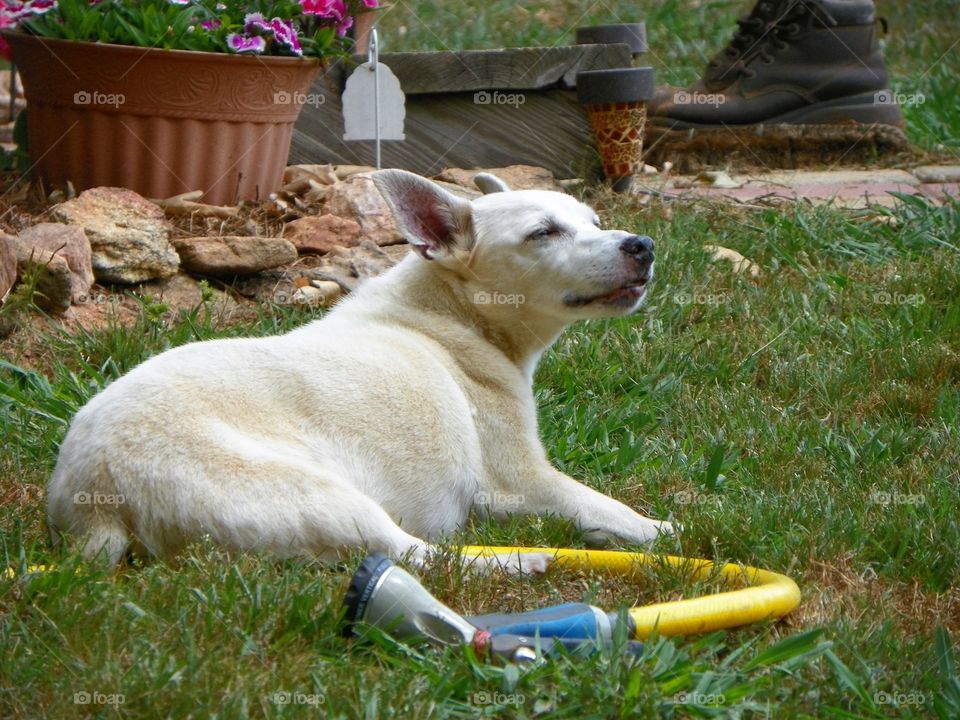 Chilling in the grass