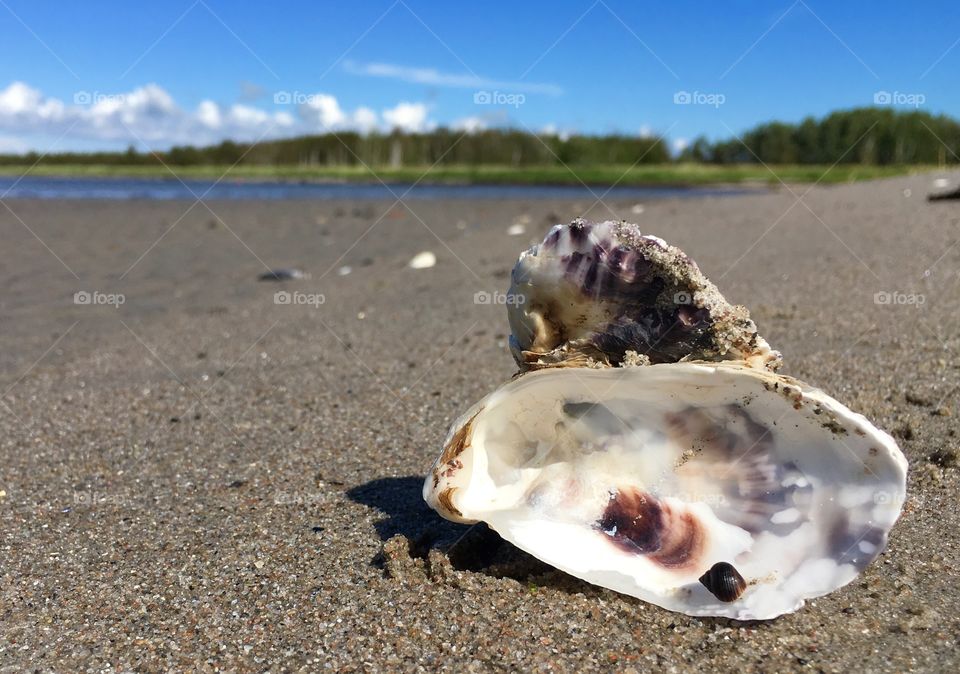 Seashell by the shore.