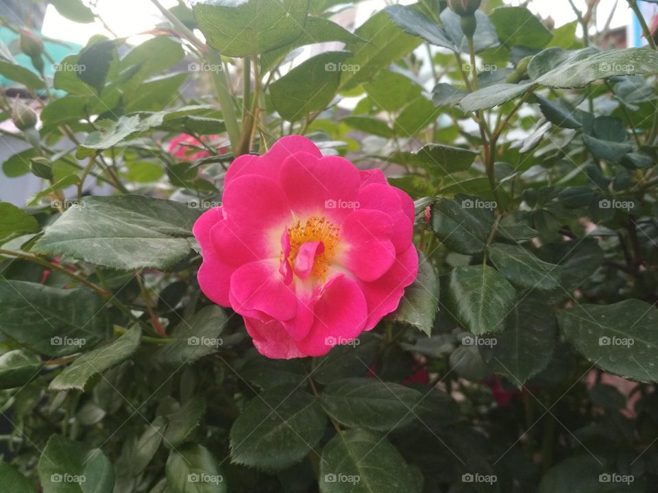 red rose hd picture.