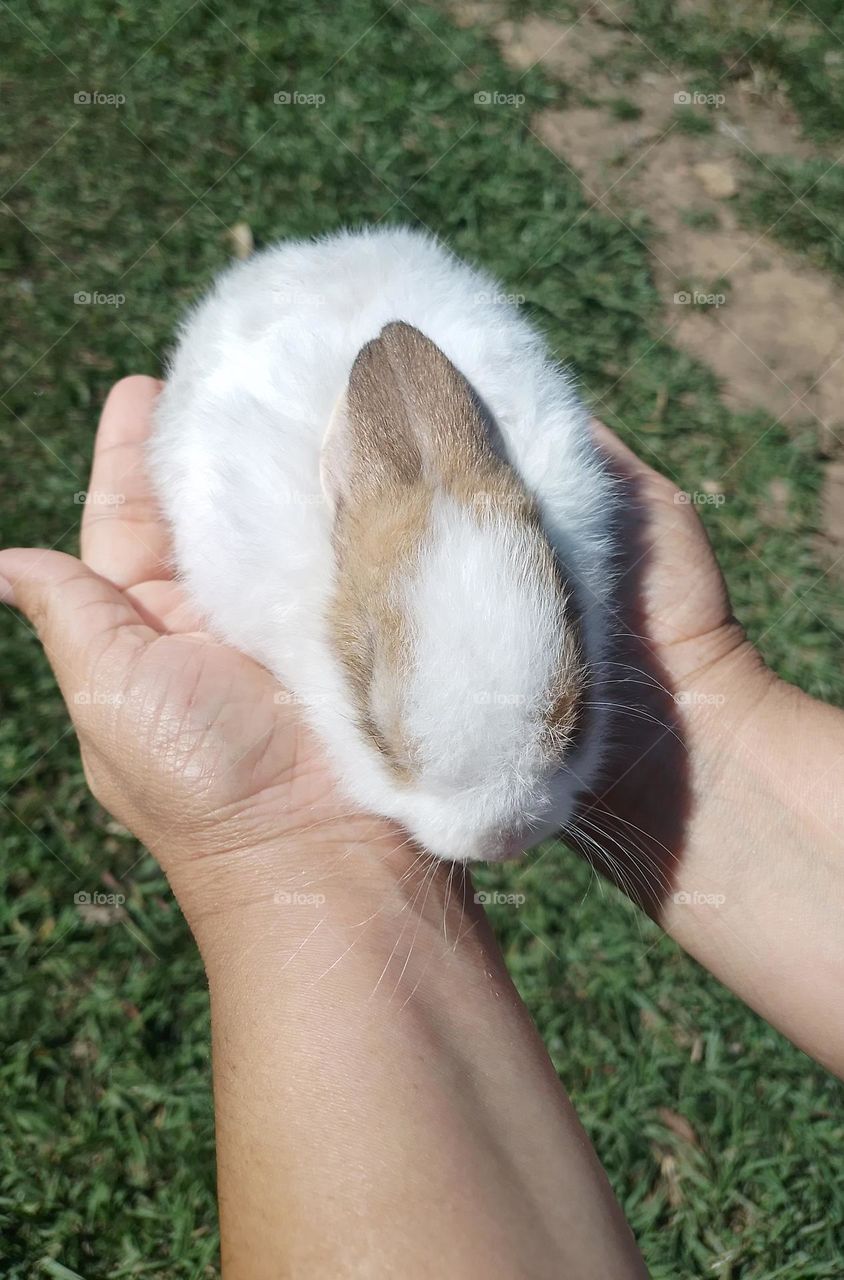 Un conejito super adorable rabbit so cute