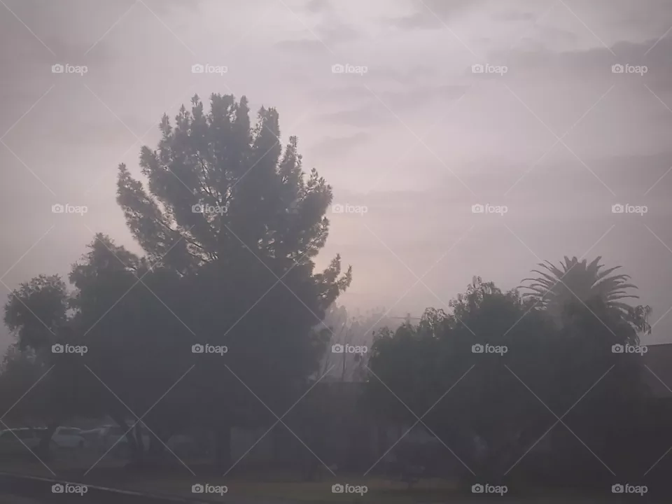 Rare desert fog