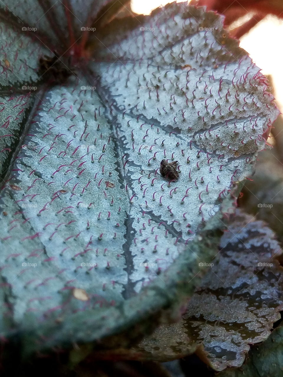 Nature, Flora, Leaf, Tree, No Person
