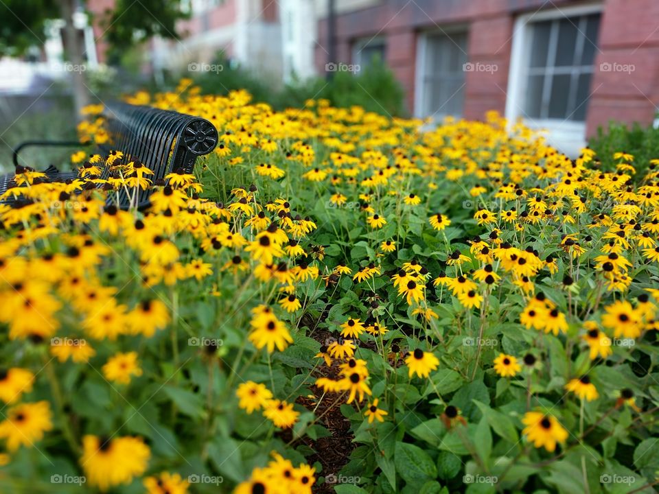 Bench in Flowers
