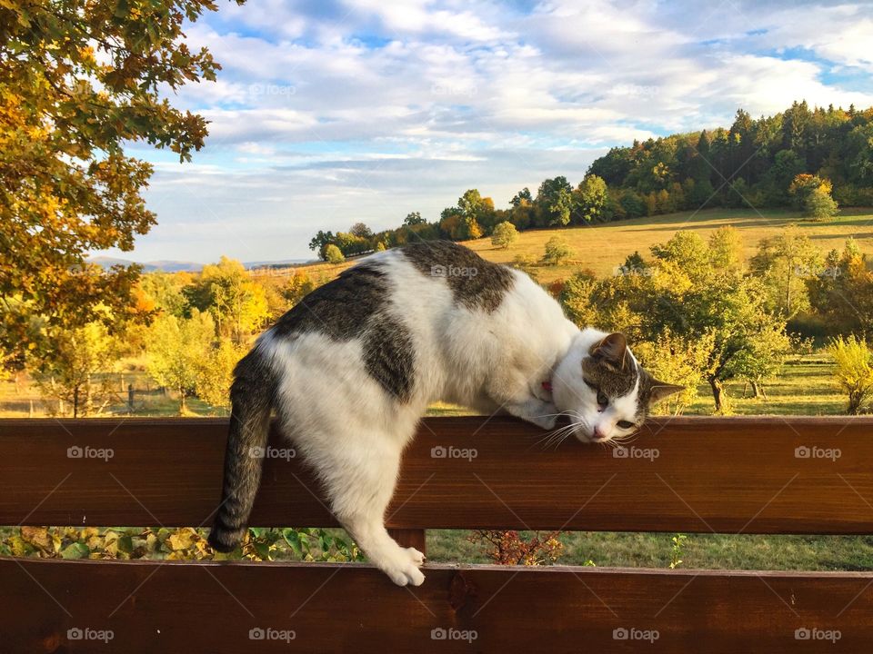 Cat sitting on wooden fence o a sunny autumn day