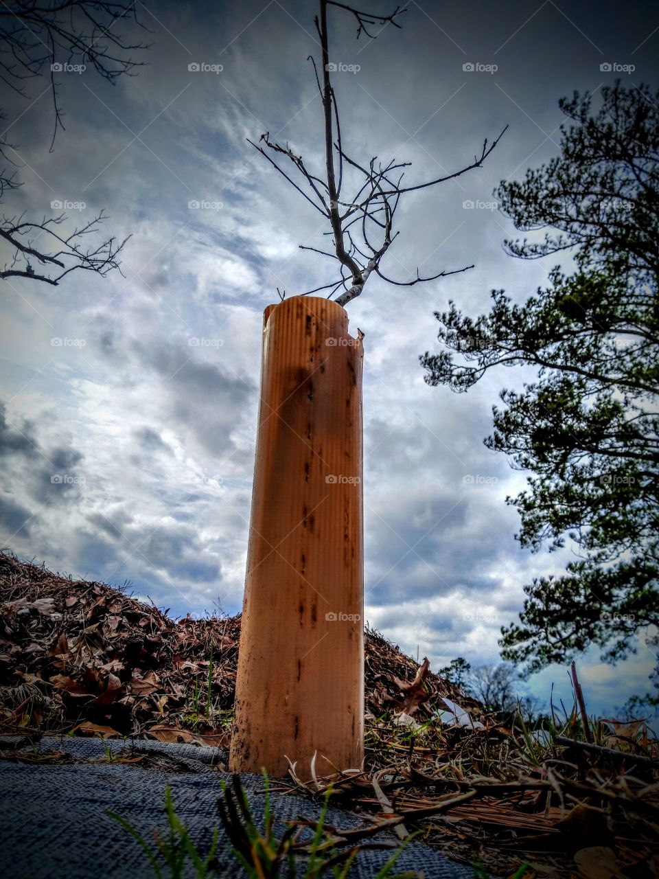 make the world a better place plant a tree