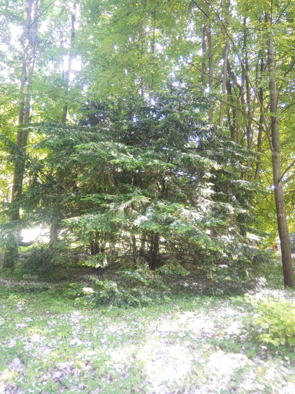 Pluie de fleurs blanches