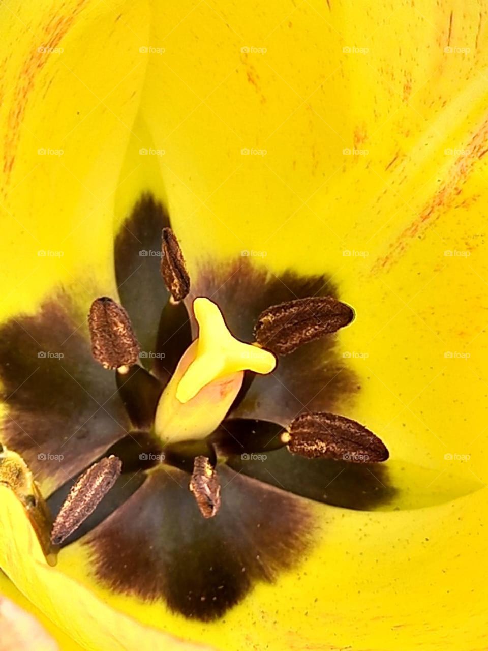 delicate flower in a beautiful garden